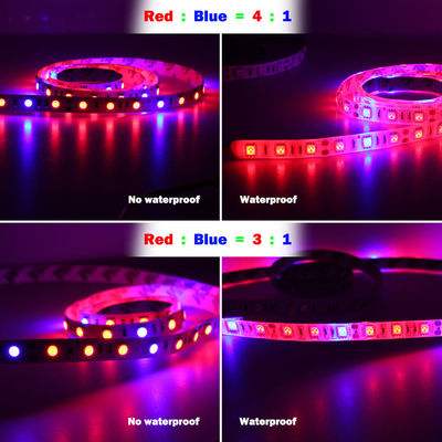 3:1-4:15:1 DC12V DIY führte rotes blaues Stimmungs-Licht 12V wachsen helle Streifen für Anlagen